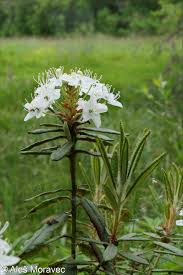 Attēlu rezultāti vaicājumam “Ledum palustre”