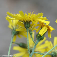 Attēlu rezultāti vaicājumam “Hieracium murorum flower”