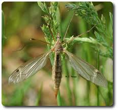 Attēlu rezultāti vaicājumam “Tipulidae”