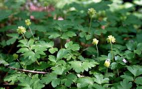 Attēlu rezultāti vaicājumam “Adoxa moschatellina leaf”