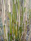 Miscanthus x giganteus stems in close up. A member of the bamboo family that - via Daymix