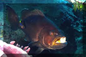 Image result for Mycteroperca interstitialis