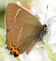 Attēlu rezultāti vaicājumam “Satyrium w-album”