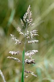 Attēlu rezultāti vaicājumam “Poa pratensis”