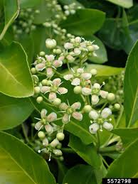 Attēlu rezultāti vaicājumam “Euonymus flower”