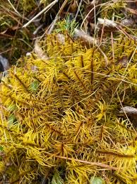 Attēlu rezultāti vaicājumam “Helodium blandowii sporophyte”