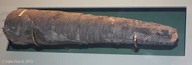 Attēlu rezultāti vaicājumam “Endoceras”