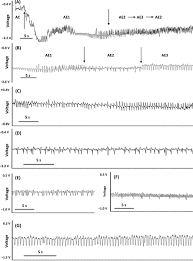 Attēlu rezultāti vaicājumam “Adelges laricis nymph”