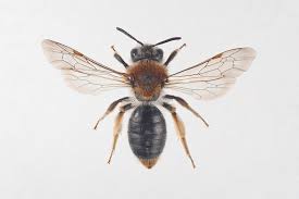 Attēlu rezultāti vaicājumam “Andrena haemorrhoa female”