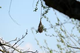 Attēlu rezultāti vaicājumam “Remiz pendulinus nest”