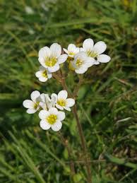 Attēlu rezultāti vaicājumam “Saxifraga granulata leaf”