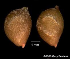 Attēlu rezultāti vaicājumam “Stuckenia pectinata”