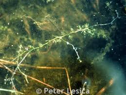 Attēlu rezultāti vaicājumam “Utricularia intermedia leaf”