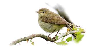 Image result for Phylloscopus ibericus