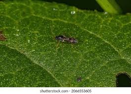 Attēlu rezultāti vaicājumam “Nematocera”