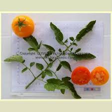 Afbeeldingsresultaat voor belarus orange tomato