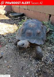 Attēlu rezultāti vaicājumam “Licea chelonoides”