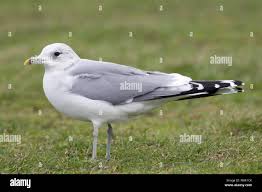 Attēlu rezultāti vaicājumam “Larus canus”