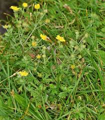 Attēlu rezultāti vaicājumam “Potentilla argentea flower”