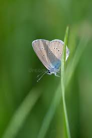 Attēlu rezultāti vaicājumam “Cyaniris semiargus male”