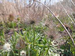 Attēlu rezultāti vaicājumam “Pulsatilla patens fruit”