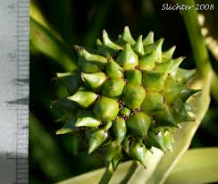 Attēlu rezultāti vaicājumam “Sparganium minimum fruit”