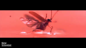 Attēlu rezultāti vaicājumam “Galerucella nymphaeae pupa”