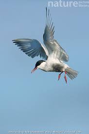 Attēlu rezultāti vaicājumam “Chlidonias hybrida adult”