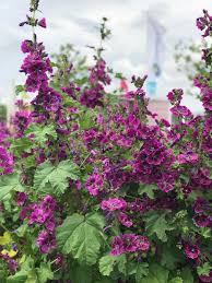 Image result for Malve