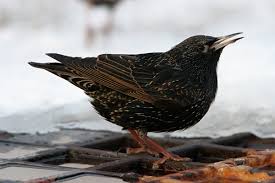 Attēlu rezultāti vaicājumam “Sturnus vulgaris male”