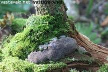 Attēlu rezultāti vaicājumam “Lamproderma violaceum young”