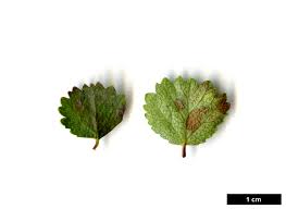 Attēlu rezultāti vaicājumam “Betula nana female flower”
