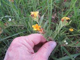 Attēlu rezultāti vaicājumam “Lithospermum officinale flower”