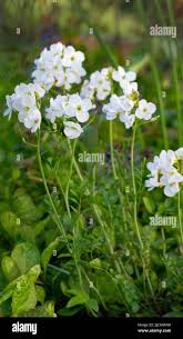 Attēlu rezultāti vaicājumam “Cardamine pratensis”
