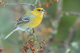 Attēlu rezultāti vaicājumam “Pinicola enucleator”