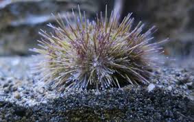 Image result for Strongylocentrotus droebachiensis