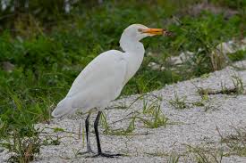 Attēlu rezultāti vaicājumam “Bubulcus ibis”