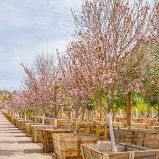 Attēlu rezultāti vaicājumam “Prunus (plum-tree)”