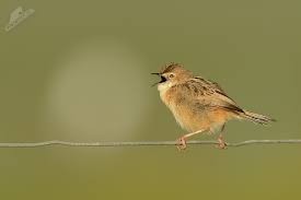 Image result for Cisticola juncidis