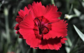 Image result for Dianthus gratianopolitanus