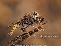 Attēlu rezultāti vaicājumam “Asilus crabroniformis”