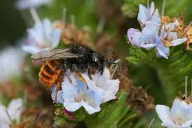Attēlu rezultāti vaicājumam “Osmia bicolor”