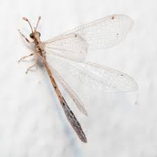 Attēlu rezultāti vaicājumam “Myrmeleontidae”