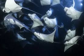 Image result for Mobula munkiana
