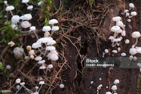 Attēlu rezultāti vaicājumam “Delicatula integrella”