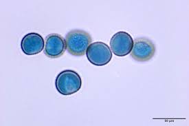 Attēlu rezultāti vaicājumam “Comatricha sp.”