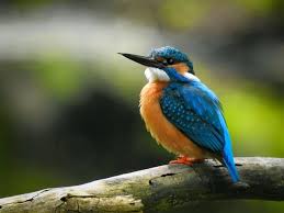 Attēlu rezultāti vaicājumam “Alcedo atthis”