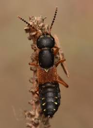 Attēlu rezultāti vaicājumam “Staphylinus erythropterus”