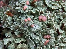 Attēlu rezultāti vaicājumam “Cladonia caespiticia”