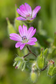 Attēlu rezultāti vaicājumam “Geranium molle flower”